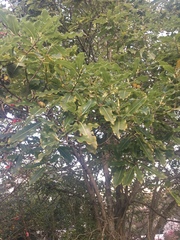 Pittosporum eugenioides