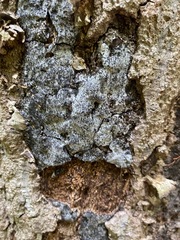 Biscogniauxia atropunctata