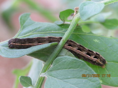 Spodoptera ornithogalli