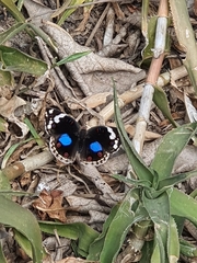 Junonia oenone oenone