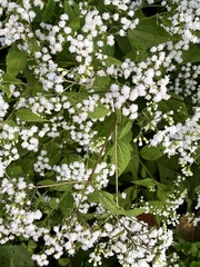 Ageratina