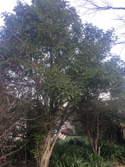 Pittosporum eugenioides