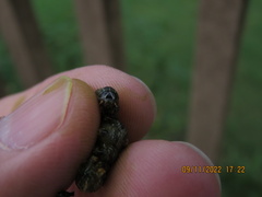 Spodoptera ornithogalli