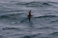 Procellaria aequinoctialis