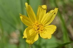 Arnica cordifolia