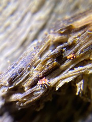 Polycephalomyces tomentosus