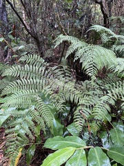 Diplazium sandwichianum