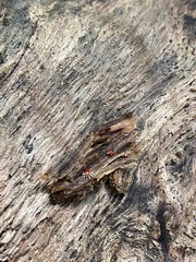 Polycephalomyces tomentosus