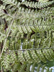 Diplazium sandwichianum