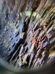 Polycephalomyces tomentosus