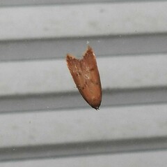 Tachystola acroxantha