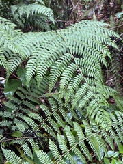 Diplazium sandwichianum
