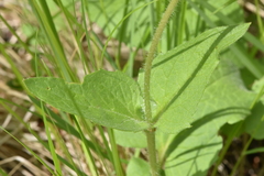 Arnica cordifolia