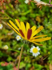 Ursinia