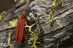 Dictyoptera simplicipes