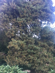 Cupressus
