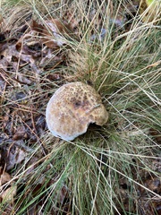 Amanita rubescens