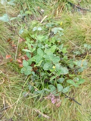 Trifolium pratense