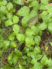 Toxicodendron rydbergii