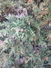 Cupressus