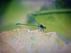 Onychargia atrocyana