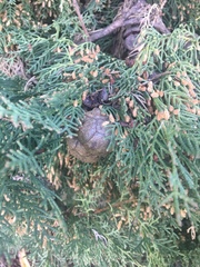 Cupressus