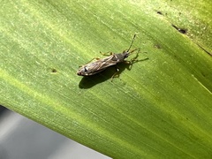 Lygaeoidea
