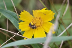 Melissodes druriellus