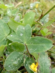 Trifolium pratense