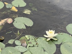 Nymphaea