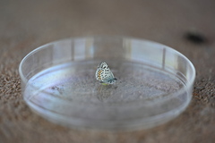 Euphilotes ancilla