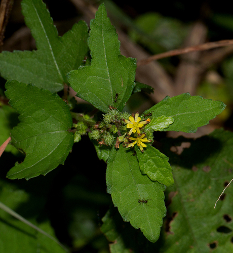 fivestamen burbark (Triumfetta pentandra)