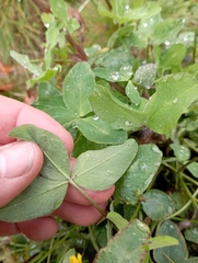 Trifolium pratense