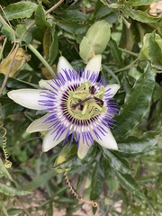 Passiflora caerulea