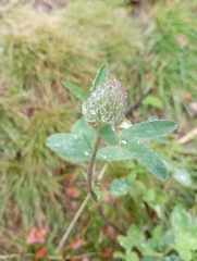 Trifolium pratense