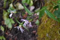 Eucephalus engelmannii