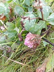 Trifolium pratense