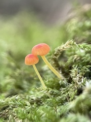 Mycena acicula