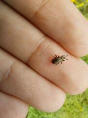 Microrhopala vittata