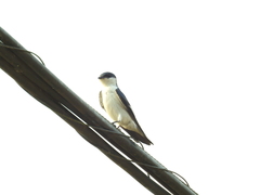 Tachycineta albiventer