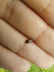 Microrhopala vittata