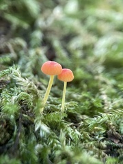 Mycena acicula