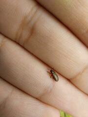 Microrhopala vittata