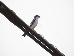 Tachycineta albiventer