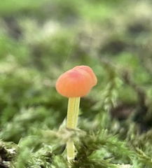 Mycena acicula