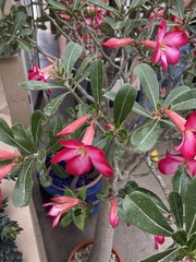 Adenium
