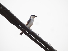 Tachycineta albiventer