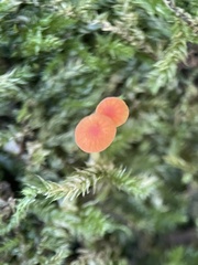 Mycena acicula