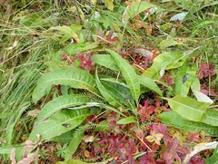 Cirsium heterophyllum