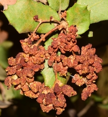Eriophyes licopolii